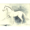 Iránský hřebec Arashk /plemeno iránský kůň