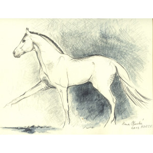 Hřebec Araskh /Iránský kůň