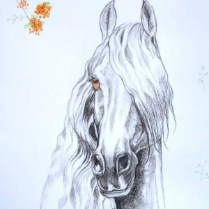 Fríský kůň Ukázka